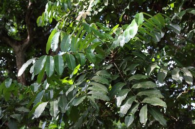 Carapa guianensis, photographed by Feroze Omardeen