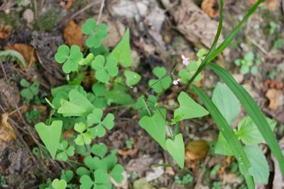 Polygonum senticosum, photographed by Moogoo Lee