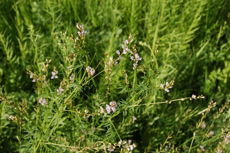 Astragalus sulcatus, photographed by Alexander Dubynin