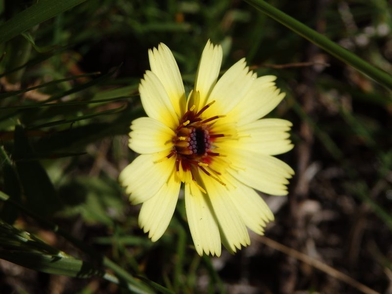 Hispidella hispanica, photographed by Carminda Santos
