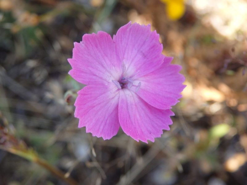 Dianthus lusitanus, photographed by Carminda Santos