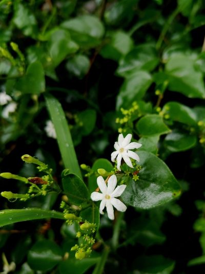 Jasminum auriculatum, photographed by Chayant Gonsalves