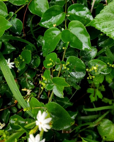 Jasminum auriculatum, photographed by Chayant Gonsalves
