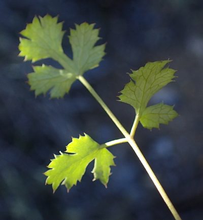 Chamarea gracillima, photographed by Nicola van Berkel