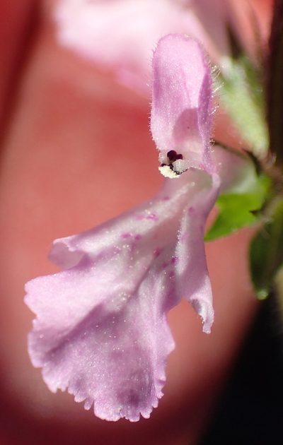 Stachys sublobata, photographed by Nicola van Berkel