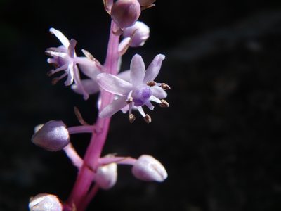 Scilla haemorrhoidalis, photographed by Daniel Cahen