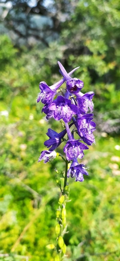 Delphinium fissum, photographed by Алексей Ябс