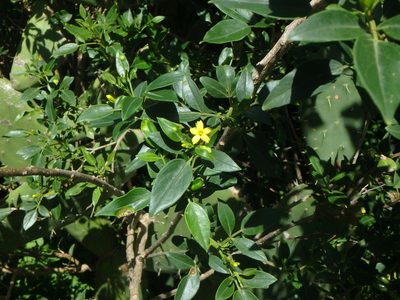 Chrysojasminum odoratissimum, photographed by Daniel Cahen