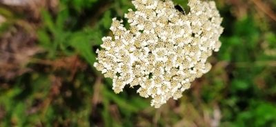 Aspilia silphioides, photographed by Алексей Ябс