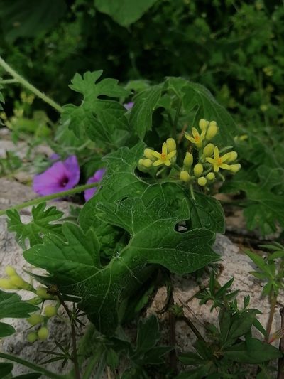 Gronovia scandens, photographed by Erick Vélez Sánchez