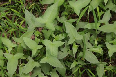 Persicaria arifolia, photographed by Lisa Wiencek Gerbec