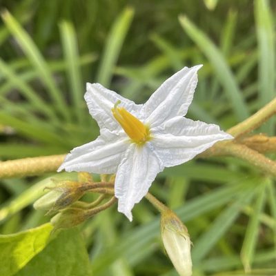 Solanum ferrugineum, photographed by Bill Levine