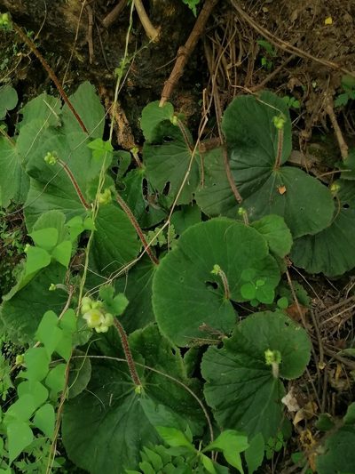 Begonia monophylla, photographed by Erick Vélez Sánchez