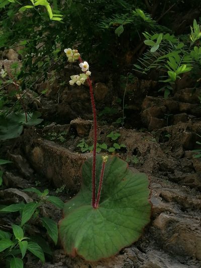 Begonia monophylla, photographed by Erick Vélez Sánchez