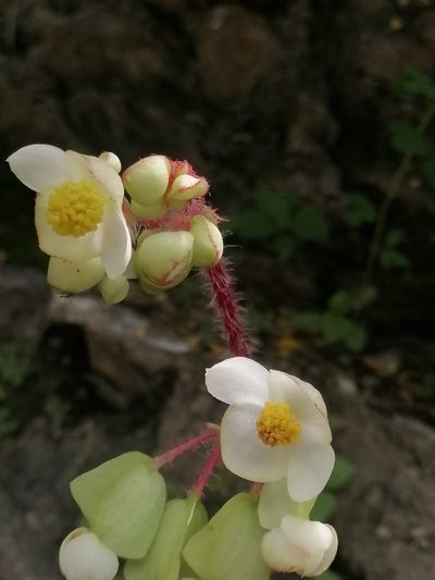 Begonia monophylla, photographed by Erick Vélez Sánchez