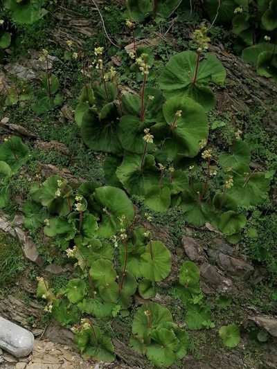 Begonia monophylla, photographed by Erick Vélez Sánchez
