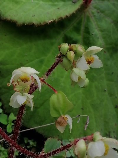 Begonia monophylla, photographed by Erick Vélez Sánchez