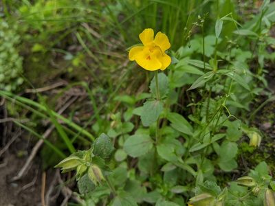 Erythranthe minor, photographed by Zac Peterson
