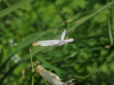 Vicia aphylla, photographed by Daniel Cahen