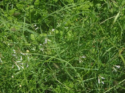 Vicia aphylla, photographed by Daniel Cahen