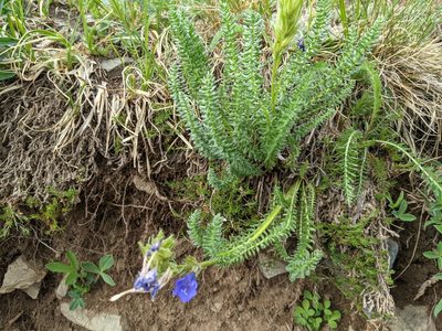Polemonium viscosum, photographed by Zac Peterson