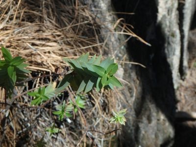 Hypericum reflexum, photographed by Daniel Cahen