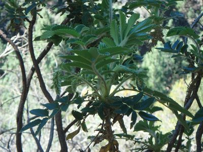 Bencomia caudata, photographed by Daniel Cahen
