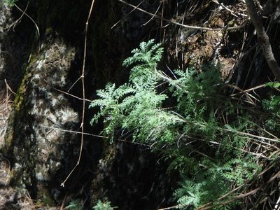 Lavandula canariensis, photographed by Daniel Cahen