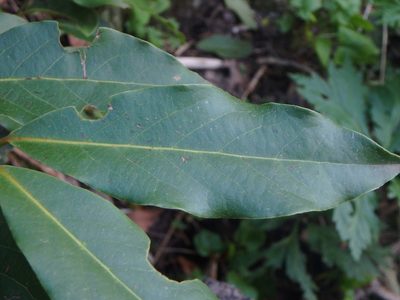 Laurus novocanariensis, photographed by Daniel Cahen