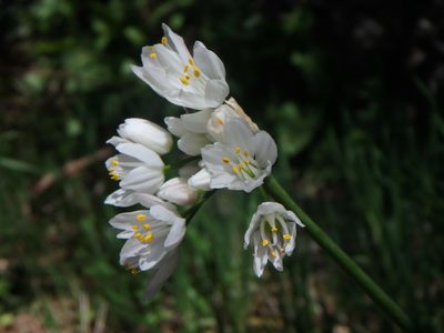 Allium canariense, photographed by Daniel Cahen