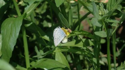 Hosackia oblongifolia, photographed by My-Lan Le