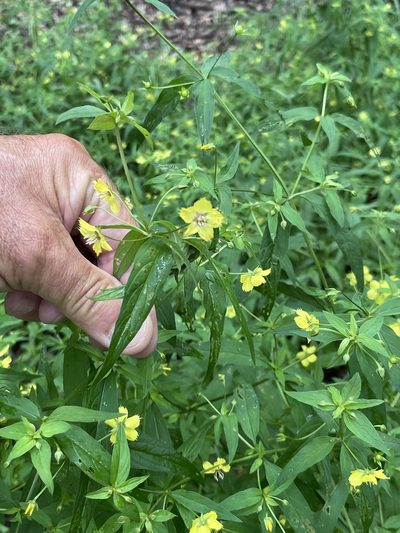 Lysimachia hybrida, photographed by Nancy Tognan