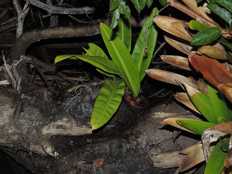 Philodendron crassinervium, photographed by William G. Borges