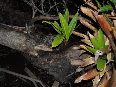 Philodendron crassinervium, photographed by William G. Borges