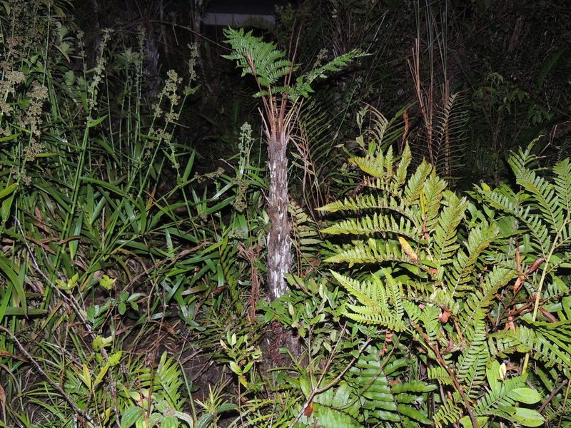 Cyathea atrovirens, photographed by William G. Borges
