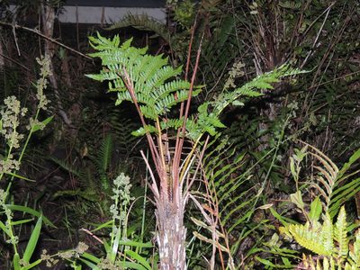 Cyathea atrovirens, photographed by William G. Borges