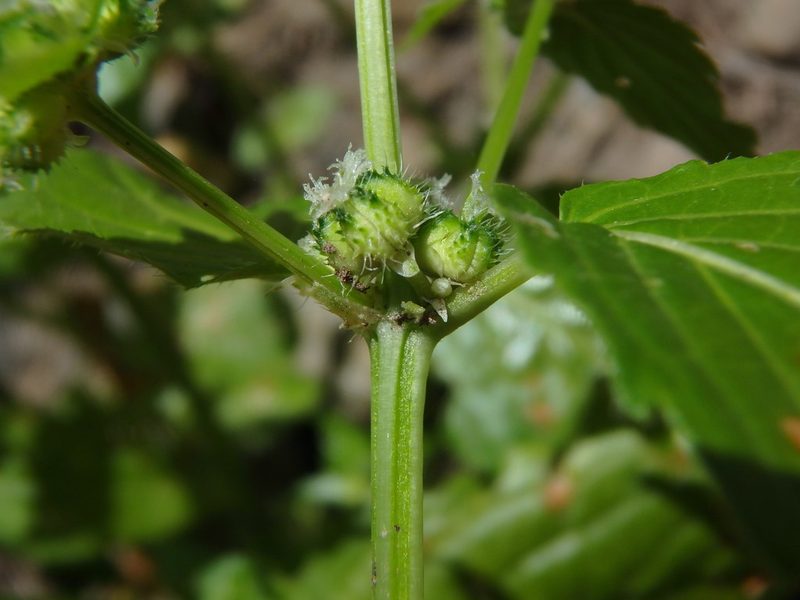 Mercurialis canariensis, photographed by Daniel Cahen