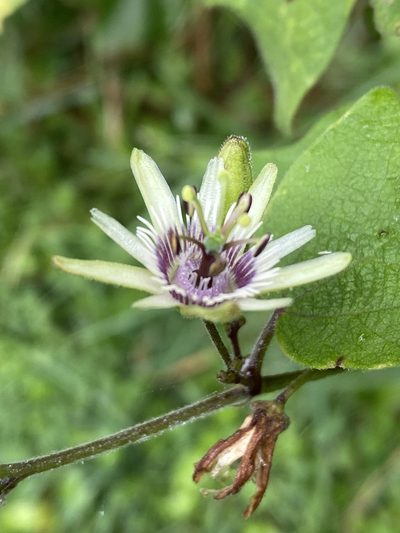 Passiflora sexflora, photographed by Grete Pasch