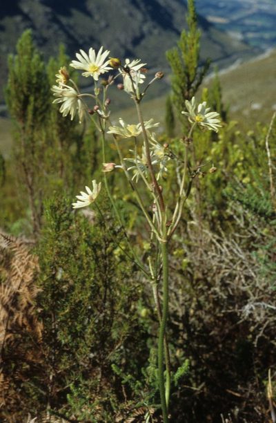 Knowltonia anemonoides, photographed by Tom Lloyd Evans