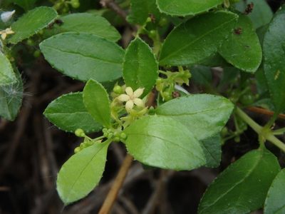 Rubia fruticosa, photographed by Daniel Cahen
