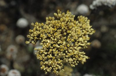 Metalasia aurea, photographed by Tom Lloyd Evans
