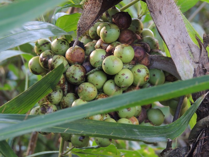 Bactris setosa, photographed by William G. Borges