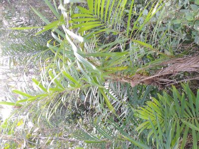 Bactris setosa, photographed by William G. Borges