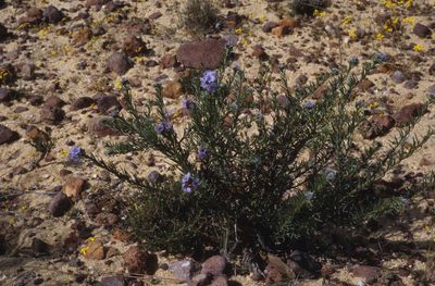Lobostemon trichotomus, photographed by Tom Lloyd Evans