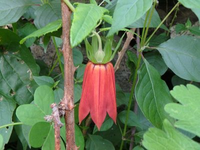 Canarina canariensis, photographed by Daniel Cahen