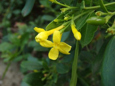 Chrysojasminum odoratissimum, photographed by Daniel Cahen