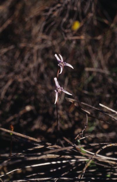 Disa biflora, photographed by Tom Lloyd Evans