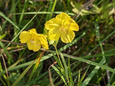Lysimachia quadriflora, photographed by Ethan Rose