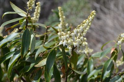 Pieris floribunda, photographed by Evan M. Raskin
