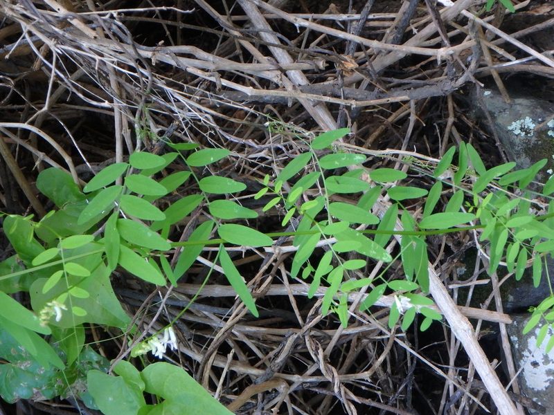 Vicia aphylla, photographed by Daniel Cahen